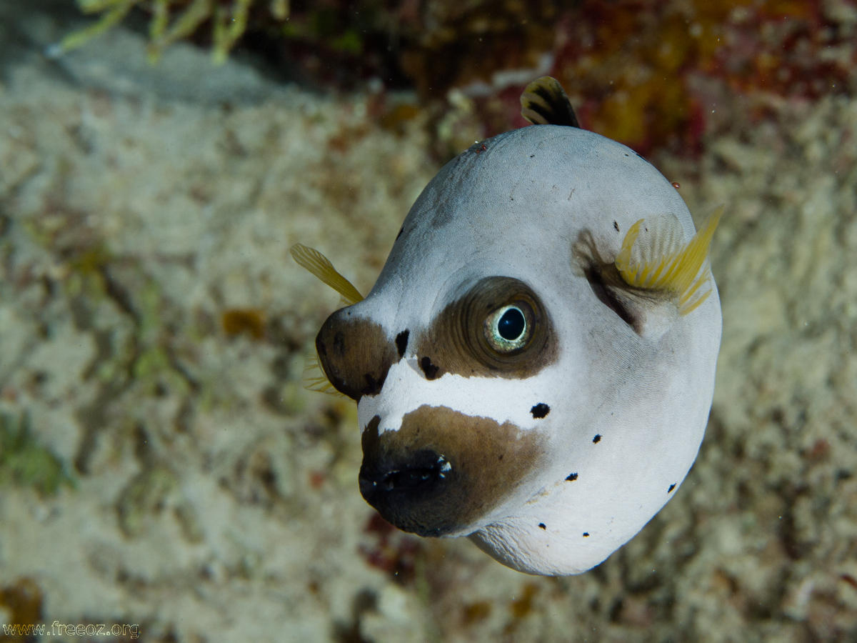 pufferfish