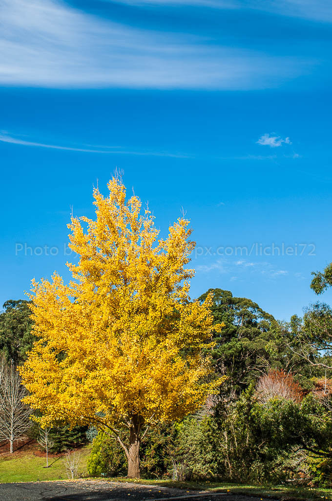 MT Lofty Botanic GDN-0008-31.jpg