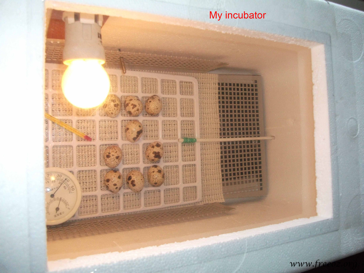 My Incubator.JPG