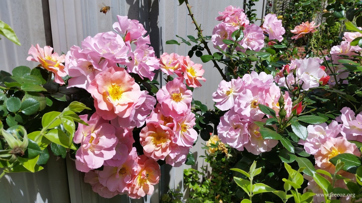 BeesOnRoses.jpg