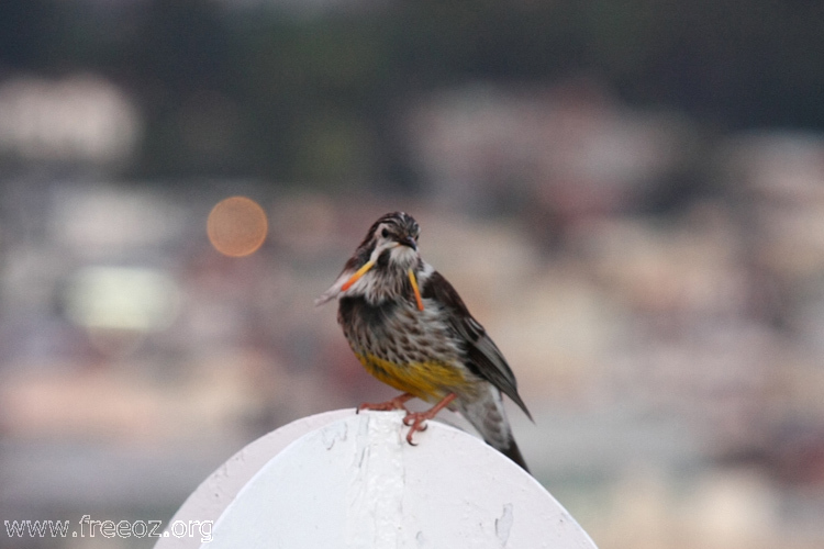 Yellow Wattlebird1.jpg