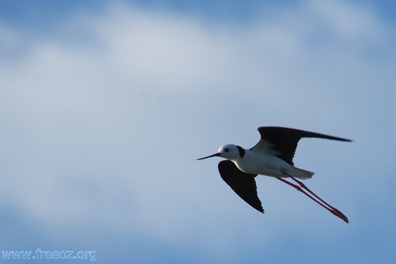 black-winged_stilt1.jpg