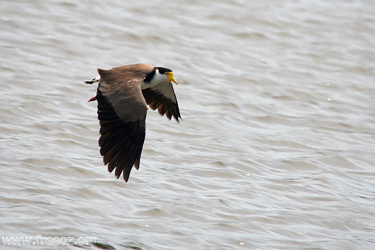 lapwing-02.jpg