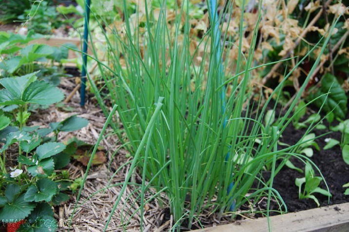 spring onion.jpg