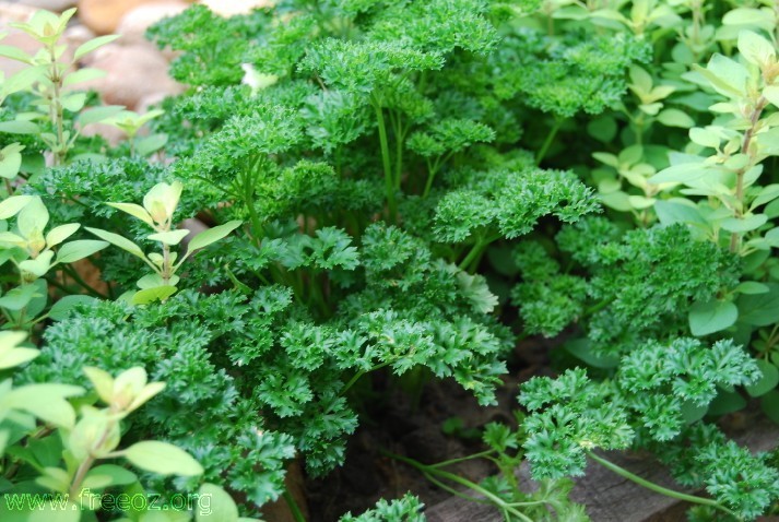 parsley.jpg