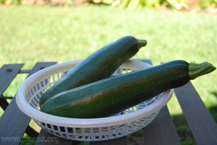 zucchini.jpg