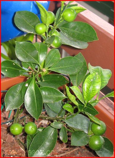 Calamondin111-1.JPG