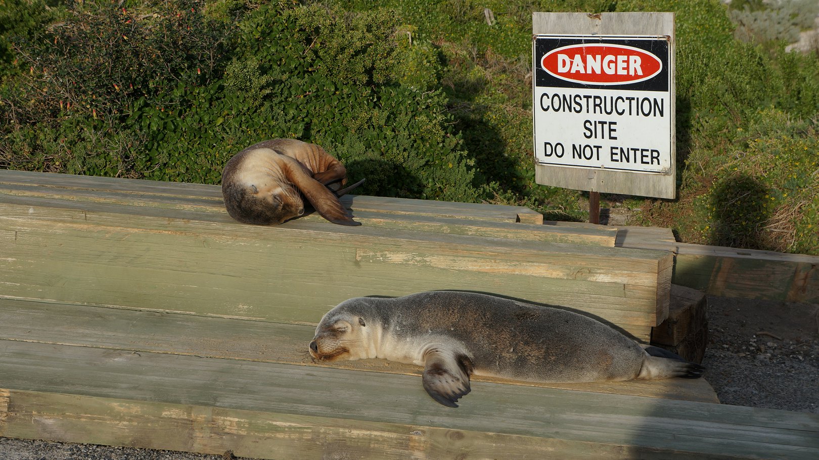 australia sea lion